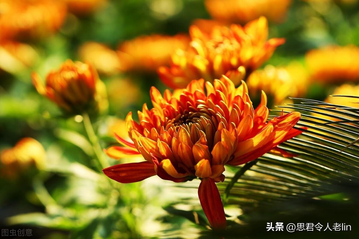 关于菊花的诗词（赞美菊花10首唯美古诗）