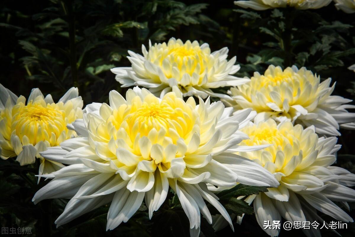 关于菊花的诗词（赞美菊花10首唯美古诗）