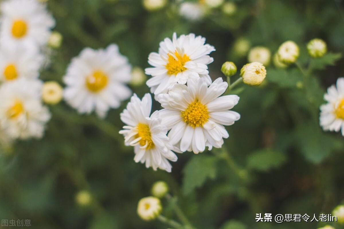 关于菊花的诗词（赞美菊花10首唯美古诗）