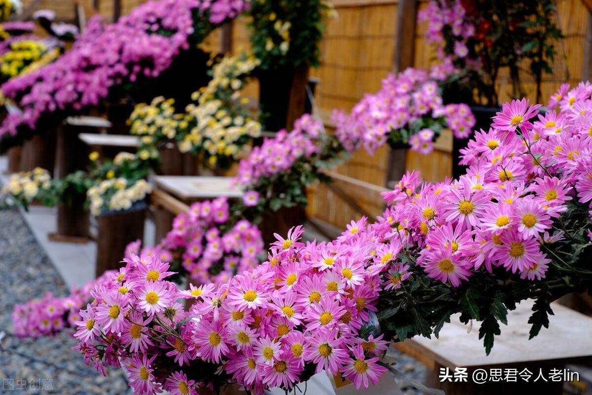 关于菊花的诗词（赞美菊花10首唯美古诗）