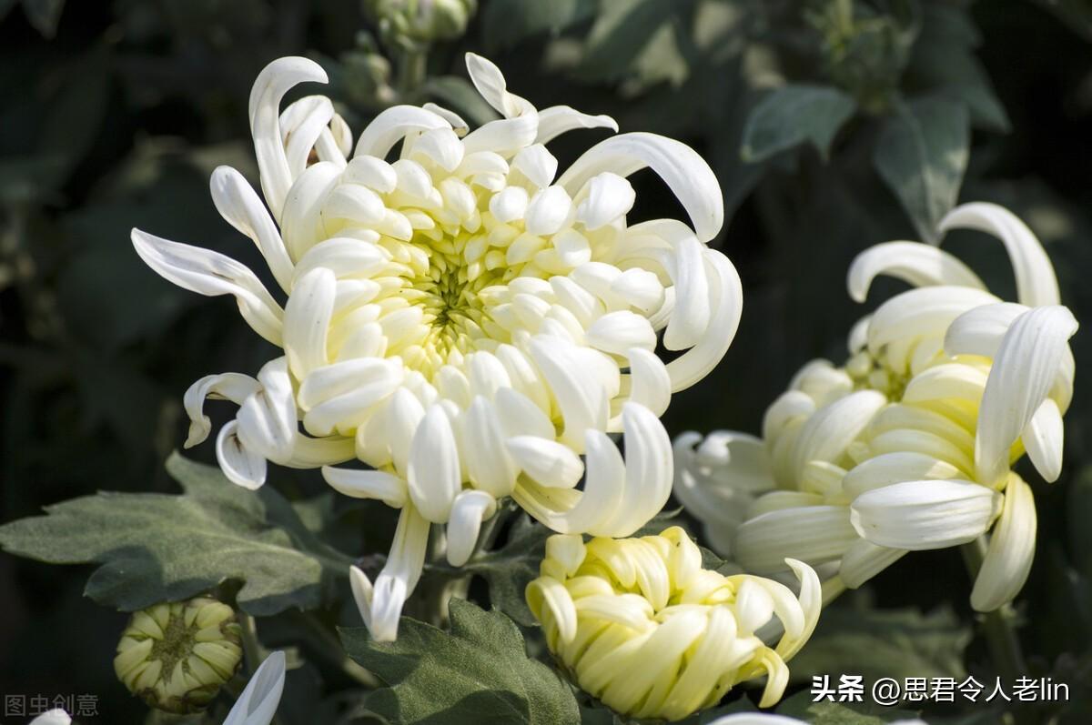 关于菊花的诗词（赞美菊花10首唯美古诗）