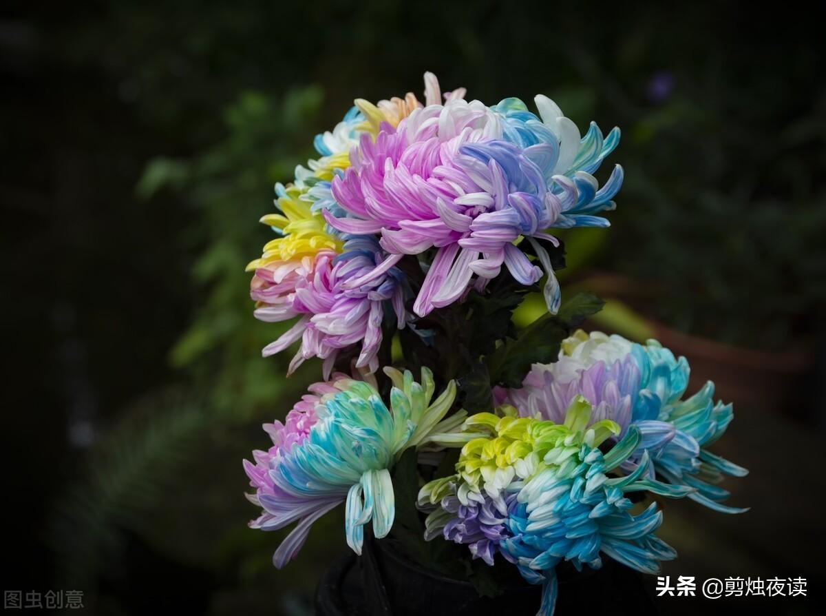 关于菊花的五首诗词（经典的咏菊花古诗）