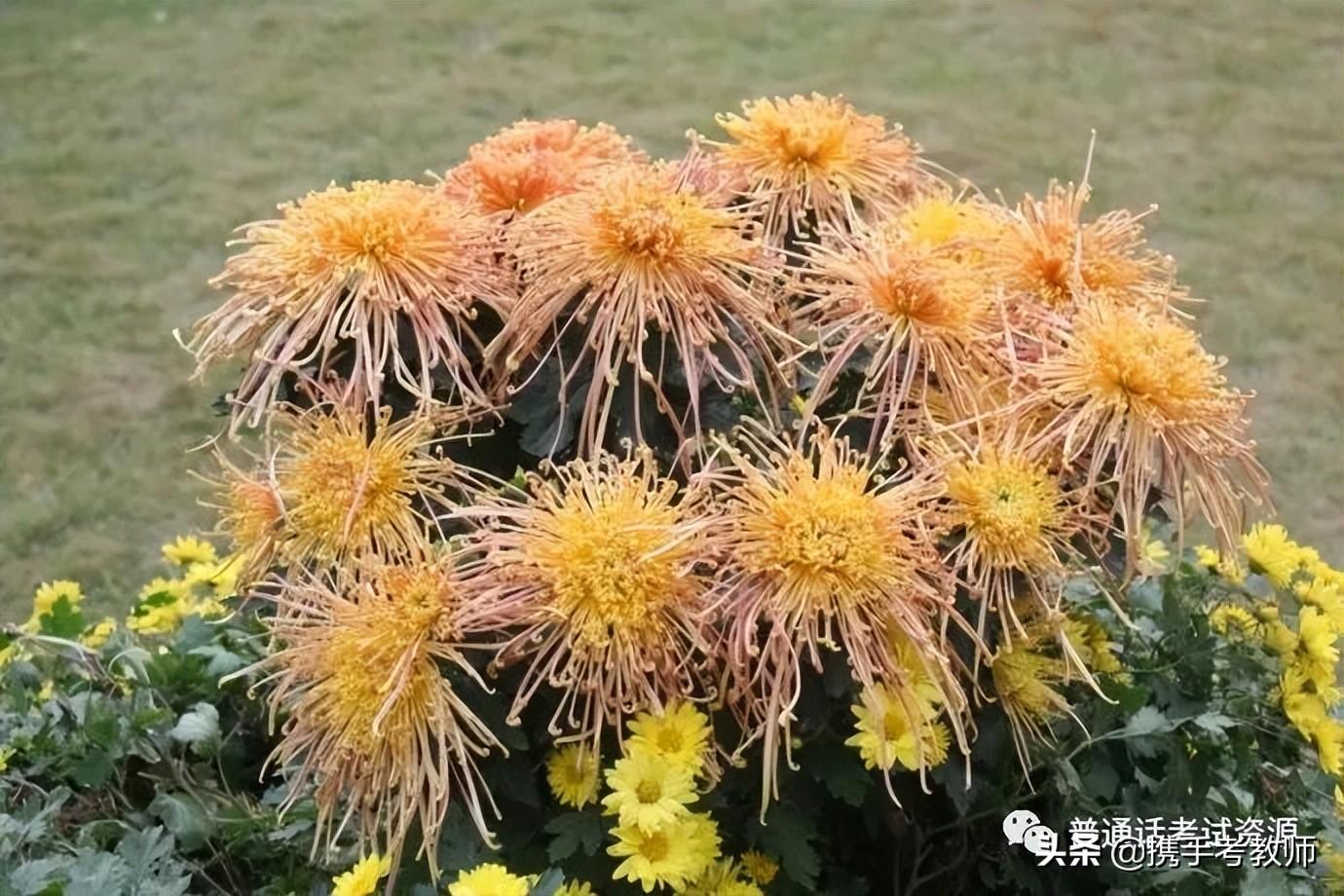 与菊花有关的著名诗词（关于菊花唯美古诗）