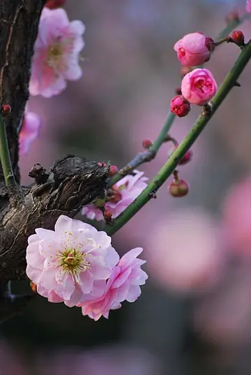 关于梅花的文案短句（形容梅花的优美短句）