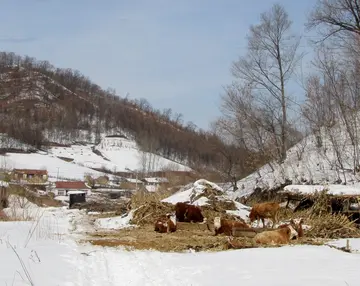 《洁白飞雪，暖心冬天》（关于冬日农村的作文精选）