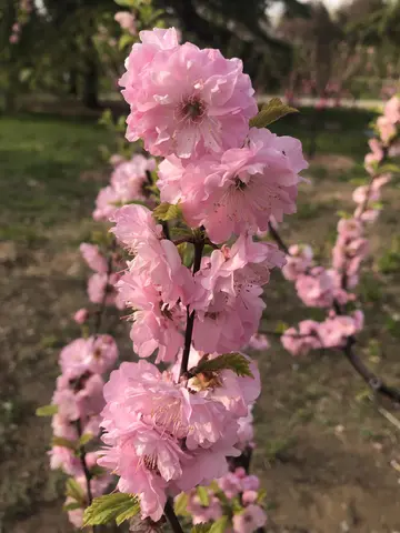 适合收藏的春天诗句（形容春天的唯美诗句）