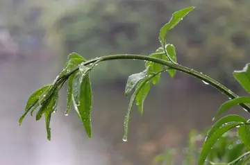 关于春雨的绝美诗句（赞美春雨优美诗句）