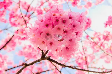 描写樱花的唯美句子（关于樱花的优美短句）