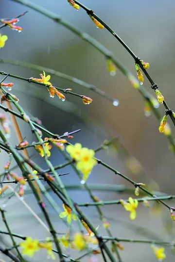 关于春雨的唯美诗句（描写春雨的经典诗句）