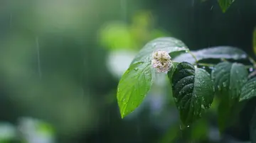 关于春雨的经典诗句（描写春雨的著名诗句)