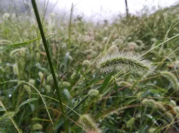 风雨中的狗尾草作文600字（神奇的世界）