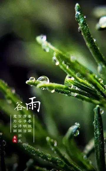 描写谷雨的简短文案（关于谷雨的唯美句子）