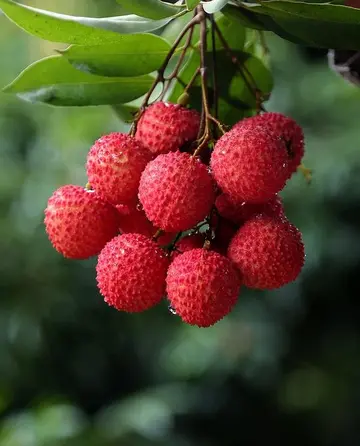 形容荔枝的优美句子（关于荔枝的文案短句）