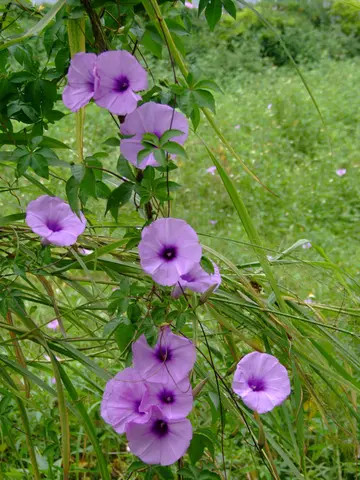 描写牵牛花的唯美短句（赞美牵牛花的优美句子）