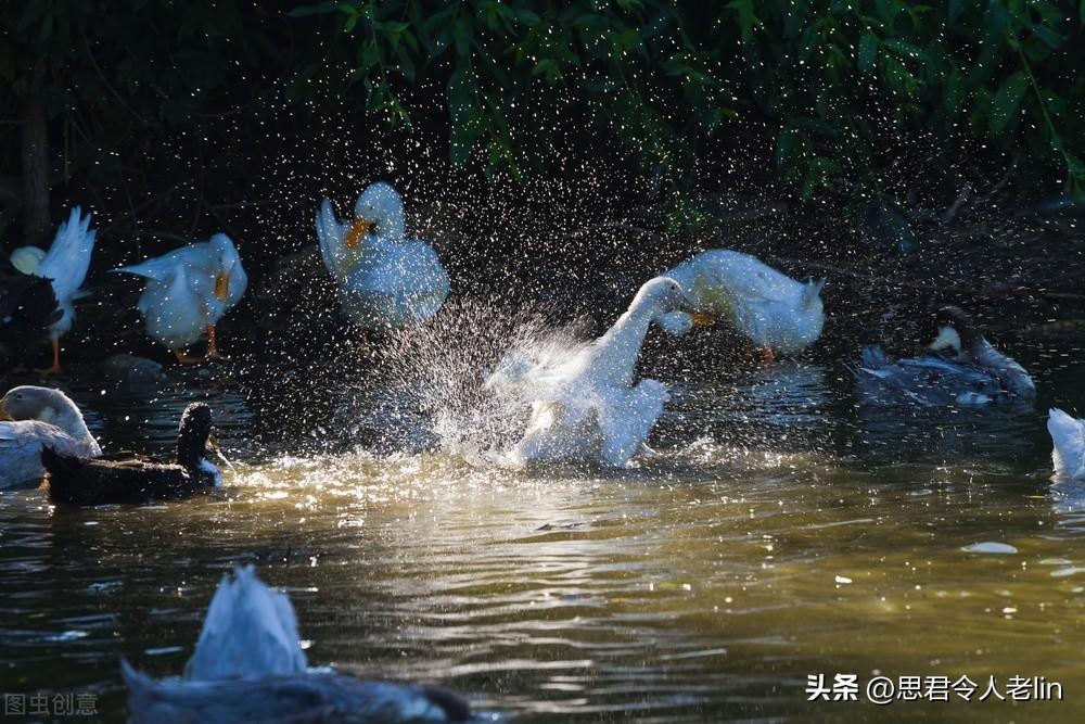 充满田园诗意的诗词（感受乡村闲适的古诗）