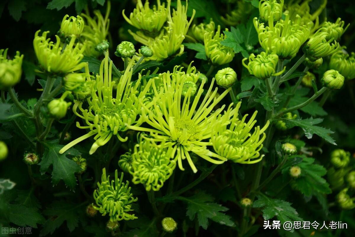 关于菊花的8首诗词（经典咏菊古诗词）