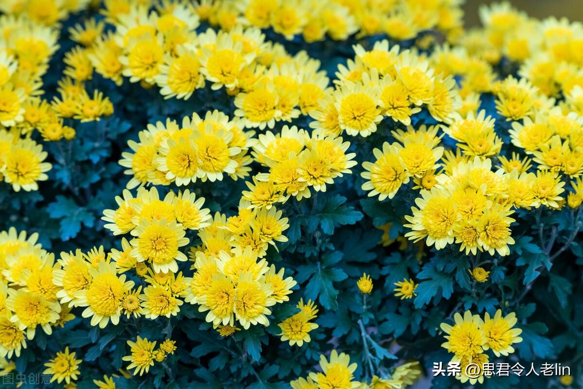 关于菊花的8首诗词（经典咏菊古诗词）