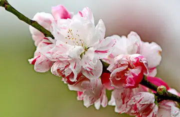 怦然心动的桃花诗句（关于桃花的诗句）