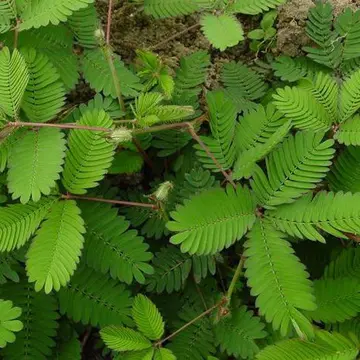 含羞草作文600字左右（奇特植物）