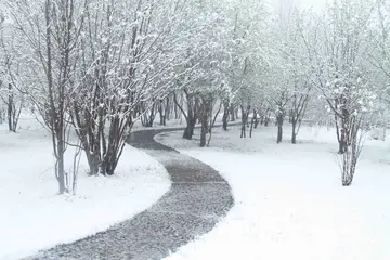 青丝映雪800字优秀作文（岁月长留）