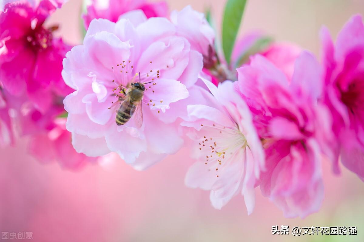 陶渊明《桃花源记古诗》原文，桃花源记古诗原文及翻译