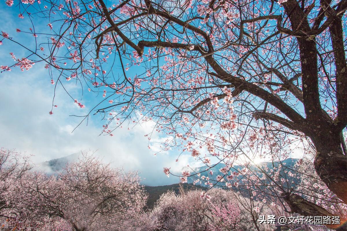 陶渊明《桃花源记古诗》原文，桃花源记古诗原文及翻译