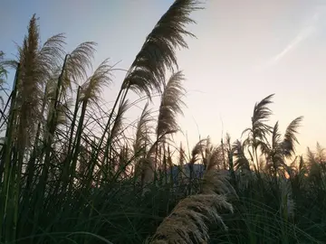 适合劳动节的文案句子（关于劳动节的励志短句）