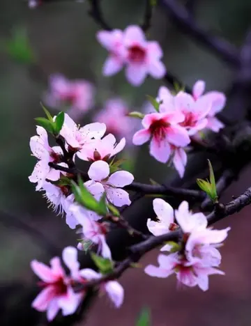 适合桃花的经典诗句（形容桃花的唯美诗句）