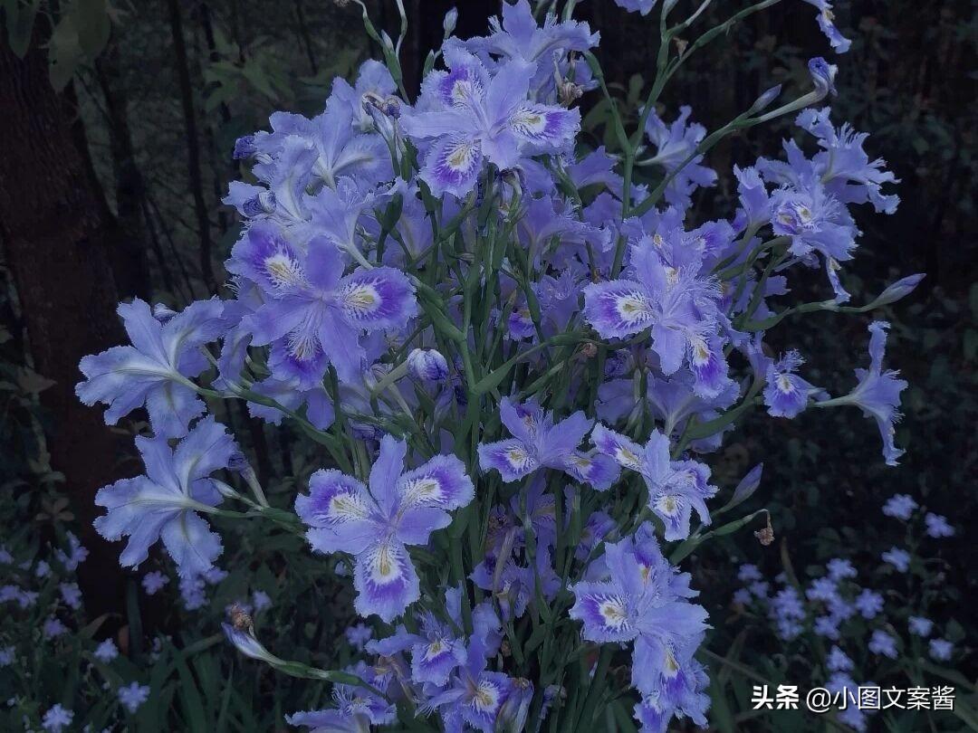 唯美花语文案短句（鲜花治愈系短句）