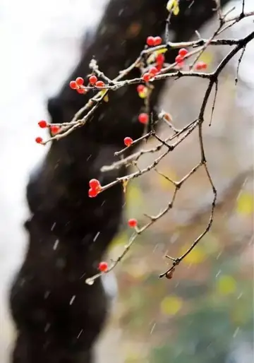 小雪节气的经典诗句（关于小雪的浪漫诗句）