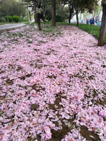 关于落花的唯美短句（形容落花的经典句子）