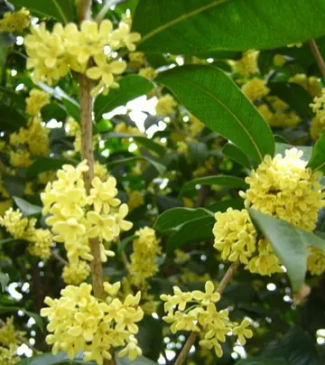 描写桂花的唯美句子（关于桂花的文案句子）