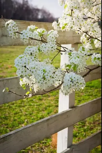 适合梨花的优美句子（描写梨花的文案句子）