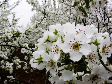 描写梨花的唯美句子（关于梨花的经典句子）