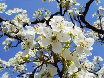 关于梨花的绝美句子（赞美梨花的短句）