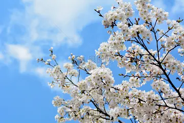 关于梨花的绝美句子（赞美梨花的短句）