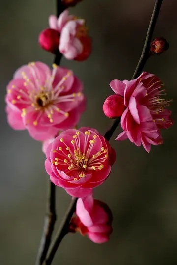 描写梅花的好词好句（关于梅花的优美句子）