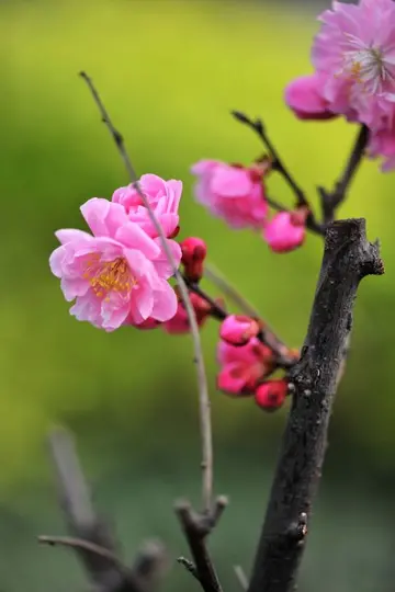 描写梅花的好词好句（关于梅花的优美句子）