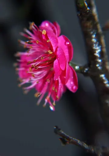 描述梅花的优美句子（关于梅花的经典句子）