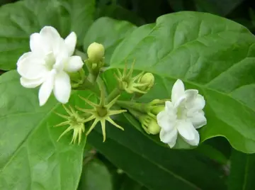 描写茉莉花的唯美句子（关于茉莉花的文案短句）