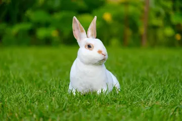 可爱的小白兔作文800字（温暖的家）