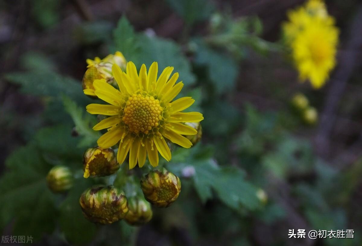 有关重阳节的古诗句（大气爱国重阳节诗词六首）