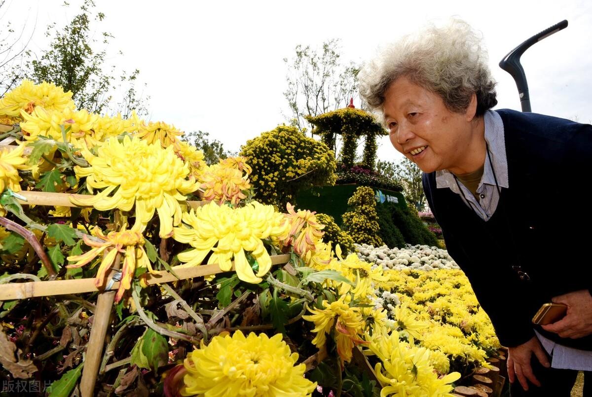 赞美重阳节古诗词100首（敬老的重阳节诗词）