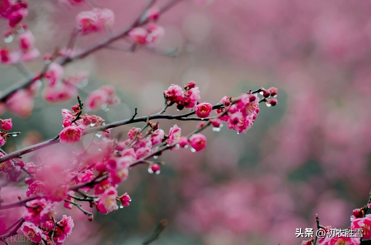 清丽冬雨美诗六首（冬天的古诗词大全）