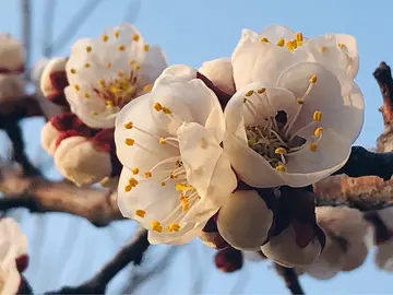 适合摘抄的杏花句子（形容杏花的经典短句）