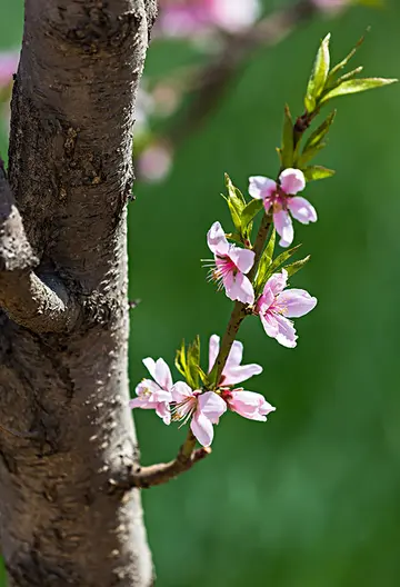 让人惊艳的桃花诗句（关于桃花的经典诗句）