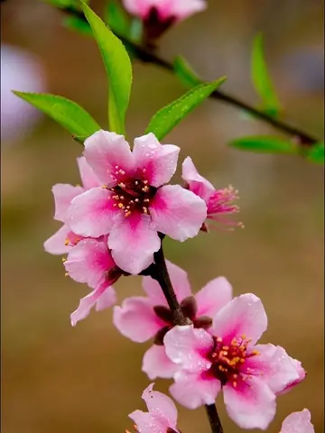 关于桃花的唯美诗句（形容桃花的优美诗句）