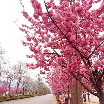 描写樱花的浪漫句子（形容樱花的优美句子）