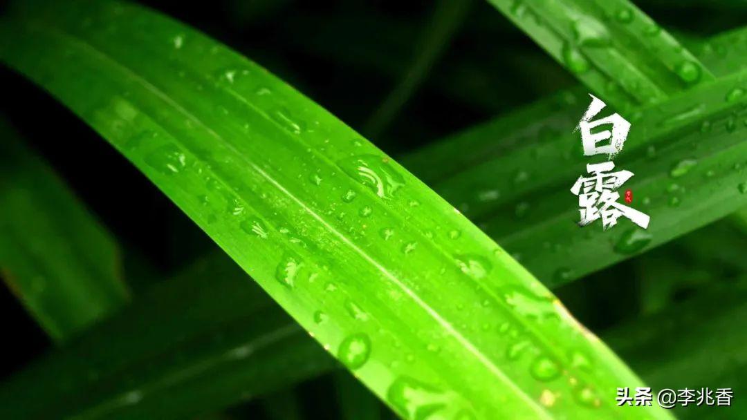 白露节气唯美句子（适合发朋友圈的白露问候祝福语）