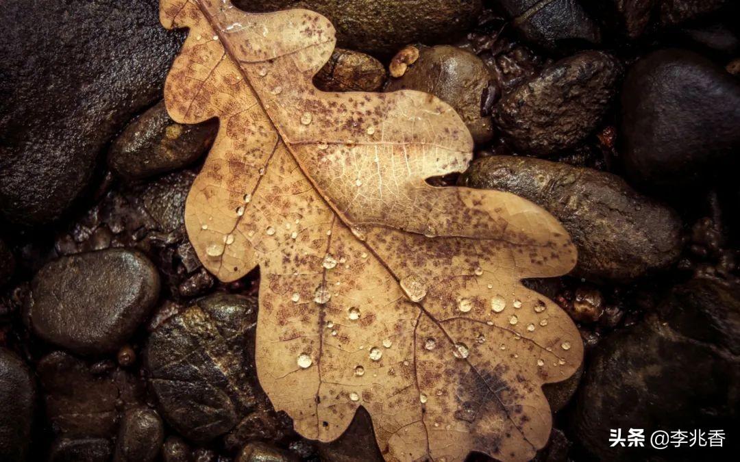 适合秋天下雨发朋友圈的句子（秋雨绵绵的唯美文案）